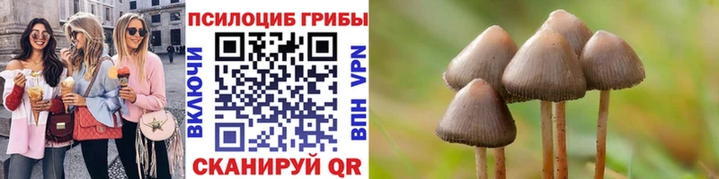 купить   Красноуфимск  Псилоцибиновые грибы Psilocybe 